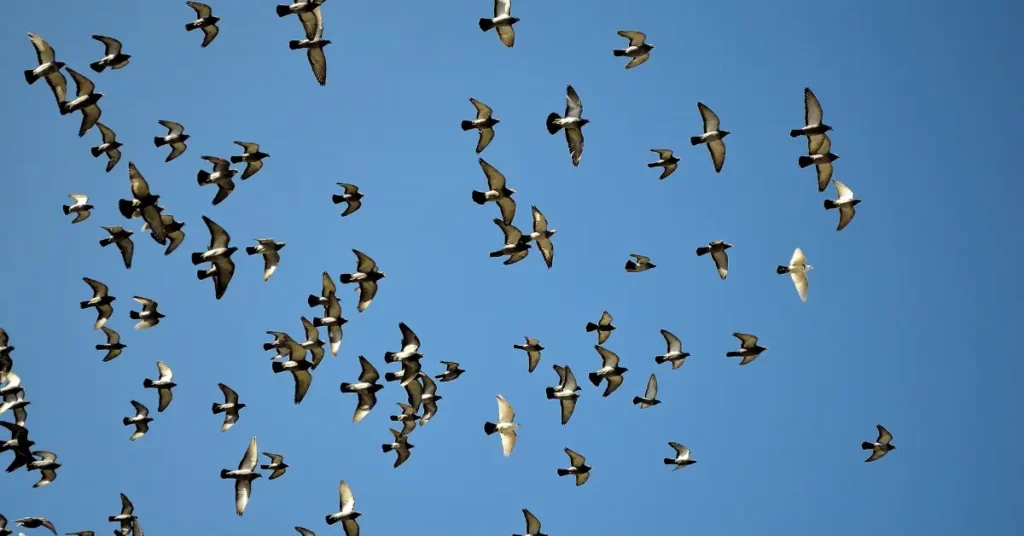 Can Birds Take Down a Drone?