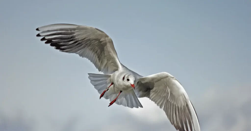 Can Birds Take Down a Drone?