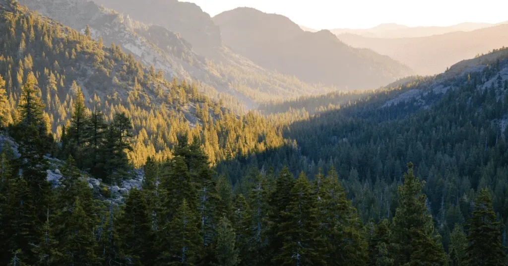 Can You Fly a Drone in a National Forest?