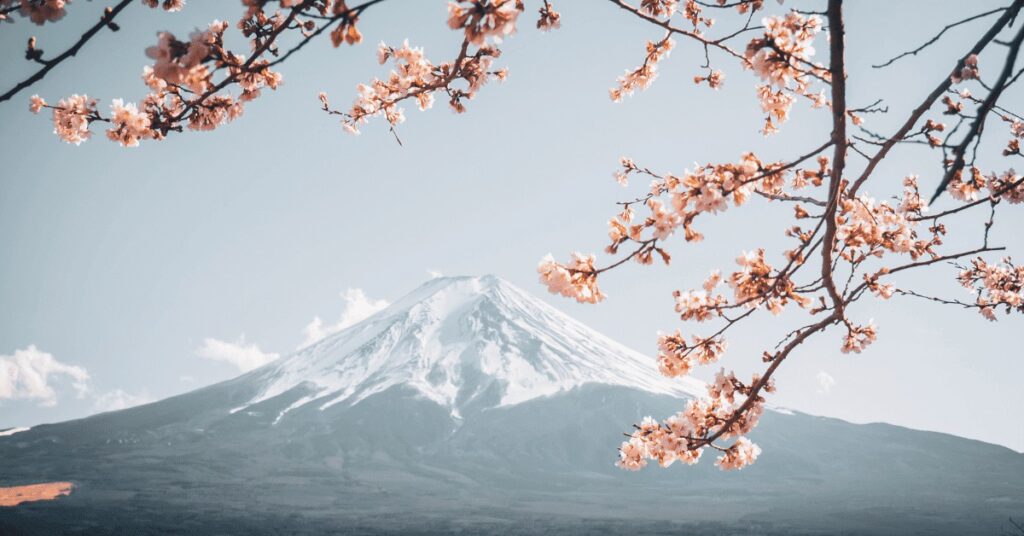 A mountain and pink colored flowers and a clear sky in winter season