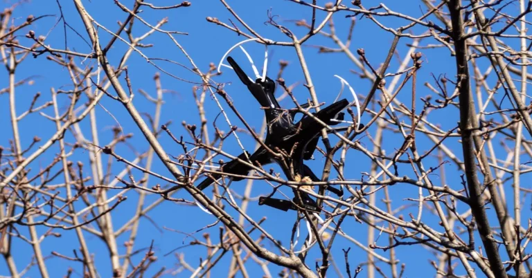 A drone stuck on a tree